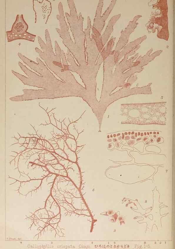 Reproducción/Reproduction 9935720175: Icones of Japanese algae.. Tokyo,Kazamashobo[1907-1942]