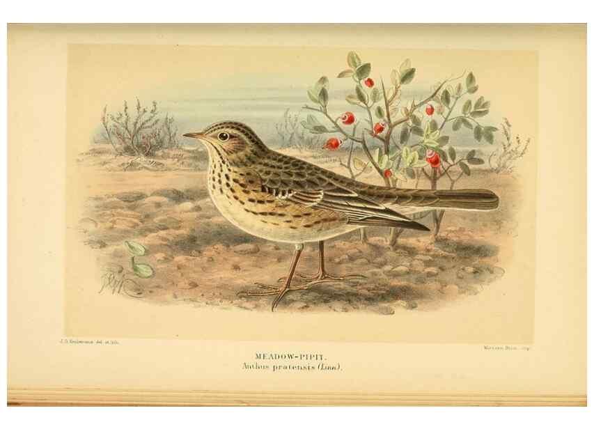 Reproducción/Reproduction 10036372576: Coloured figures of the birds of the British Islands / issued by Lord Lilford.. London :R. H. Porter,1885-1897.