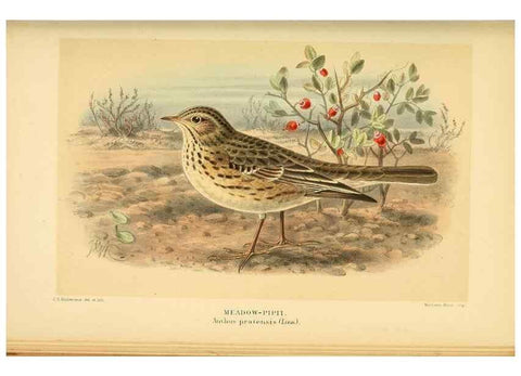 Reproducción/Reproduction 10036372576: Coloured figures of the birds of the British Islands / issued by Lord Lilford.. London :R. H. Porter,1885-1897.