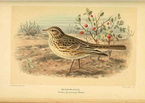 Reproducción/Reproduction 10036372576: Coloured figures of the birds of the British Islands / issued by Lord Lilford.. London :R. H. Porter,1885-1897.