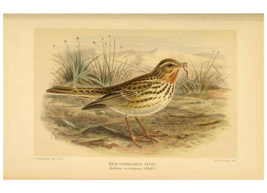 Reproducción/Reproduction 10036319294: Coloured figures of the birds of the British Islands / issued by Lord Lilford.. London :R. H. Porter,1885-1897.