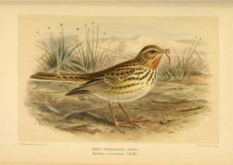 Reproducción/Reproduction 10036319294: Coloured figures of the birds of the British Islands / issued by Lord Lilford.. London :R. H. Porter,1885-1897.