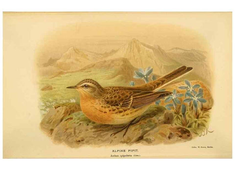 Reproducción/Reproduction 10036359725: Coloured figures of the birds of the British Islands / issued by Lord Lilford.. London :R. H. Porter,1885-1897.