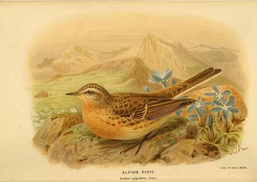 Reproducción/Reproduction 10036359725: Coloured figures of the birds of the British Islands / issued by Lord Lilford.. London :R. H. Porter,1885-1897.