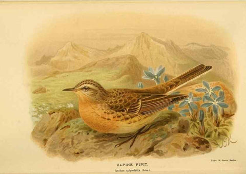 Reproducción/Reproduction 10036359725: Coloured figures of the birds of the British Islands / issued by Lord Lilford.. London :R. H. Porter,1885-1897.