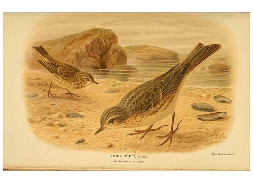 Reproducción/Reproduction 10036323174: Coloured figures of the birds of the British Islands / issued by Lord Lilford.. London :R. H. Porter,1885-1897.