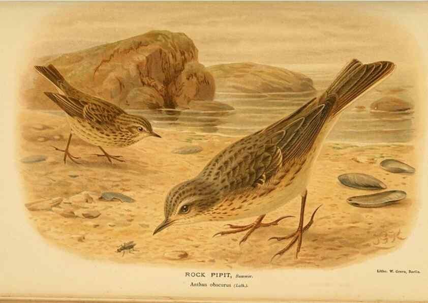 Reproducción/Reproduction 10036323174: Coloured figures of the birds of the British Islands / issued by Lord Lilford.. London :R. H. Porter,1885-1897.
