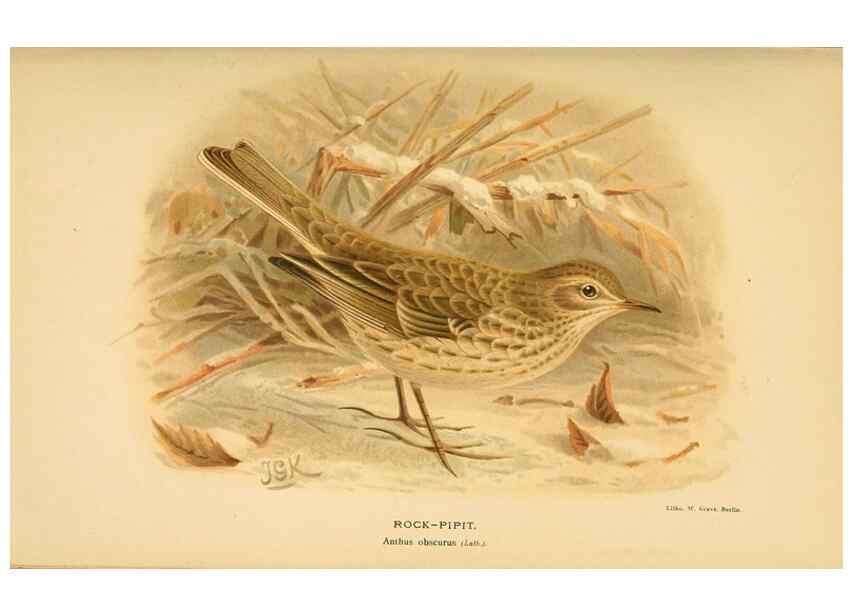 Reproducción/Reproduction 10036325064: Coloured figures of the birds of the British Islands / issued by Lord Lilford.. London :R. H. Porter,1885-1897.
