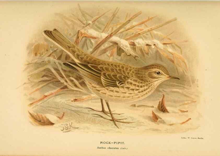Reproducción/Reproduction 10036325064: Coloured figures of the birds of the British Islands / issued by Lord Lilford.. London :R. H. Porter,1885-1897.