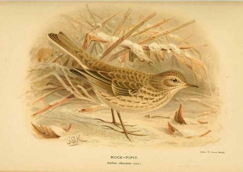 Reproducción/Reproduction 10036325064: Coloured figures of the birds of the British Islands / issued by Lord Lilford.. London :R. H. Porter,1885-1897.