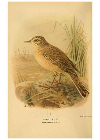 Reproducción/Reproduction 10036365565: Coloured figures of the birds of the British Islands / issued by Lord Lilford.. London :R. H. Porter,1885-1897.