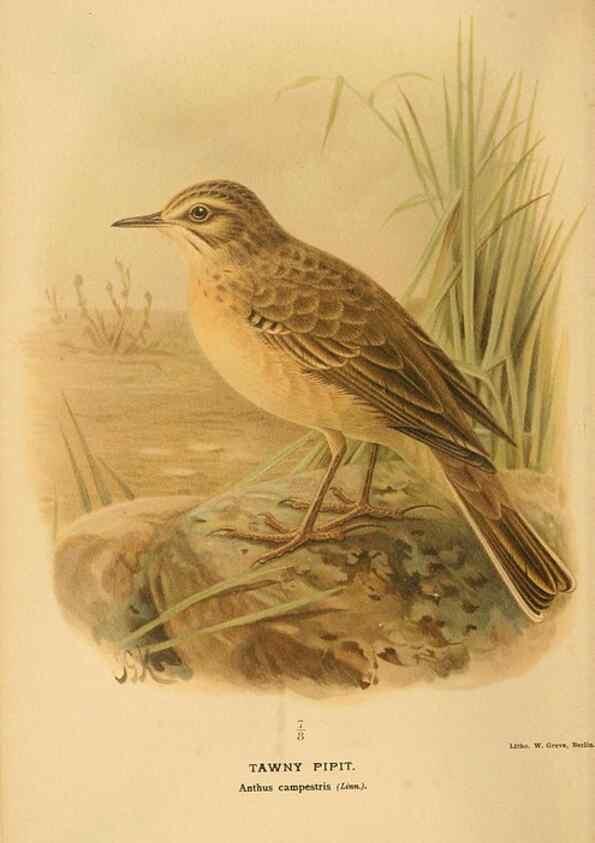 Reproducción/Reproduction 10036365565: Coloured figures of the birds of the British Islands / issued by Lord Lilford.. London :R. H. Porter,1885-1897.