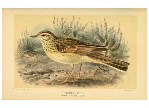 Reproducción/Reproduction 10036451403: Coloured figures of the birds of the British Islands / issued by Lord Lilford.. London :R. H. Porter,1885-1897.