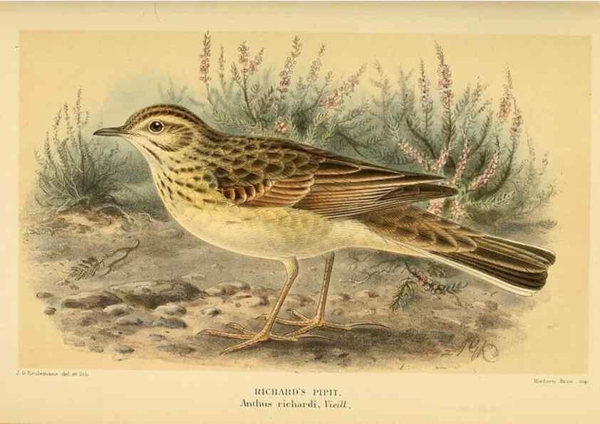 Reproducción/Reproduction 10036451403: Coloured figures of the birds of the British Islands / issued by Lord Lilford.. London :R. H. Porter,1885-1897.