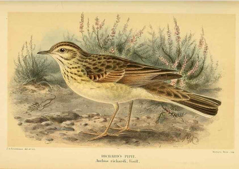 Reproducción/Reproduction 10036451403: Coloured figures of the birds of the British Islands / issued by Lord Lilford.. London :R. H. Porter,1885-1897.