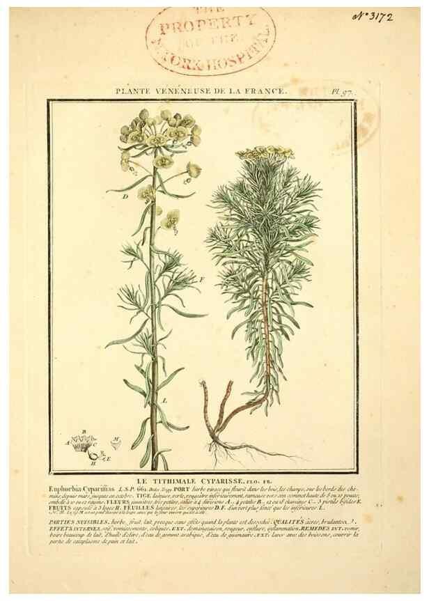 Reproducción/Reproduction 10038407235: Herbier de la France;. Paris,Chez l'auteur, Didot, Debure, Belin,1780-93.
