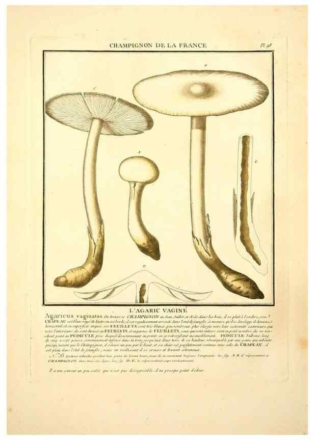 Reproducción/Reproduction 10038412535: Herbier de la France;. Paris,Chez l'auteur, Didot, Debure, Belin,1780-93.