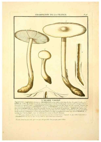 Reproducción/Reproduction 10038412535: Herbier de la France;. Paris,Chez l'auteur, Didot, Debure, Belin,1780-93.