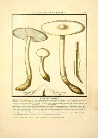 Reproducción/Reproduction 10038412535: Herbier de la France;. Paris,Chez l'auteur, Didot, Debure, Belin,1780-93.