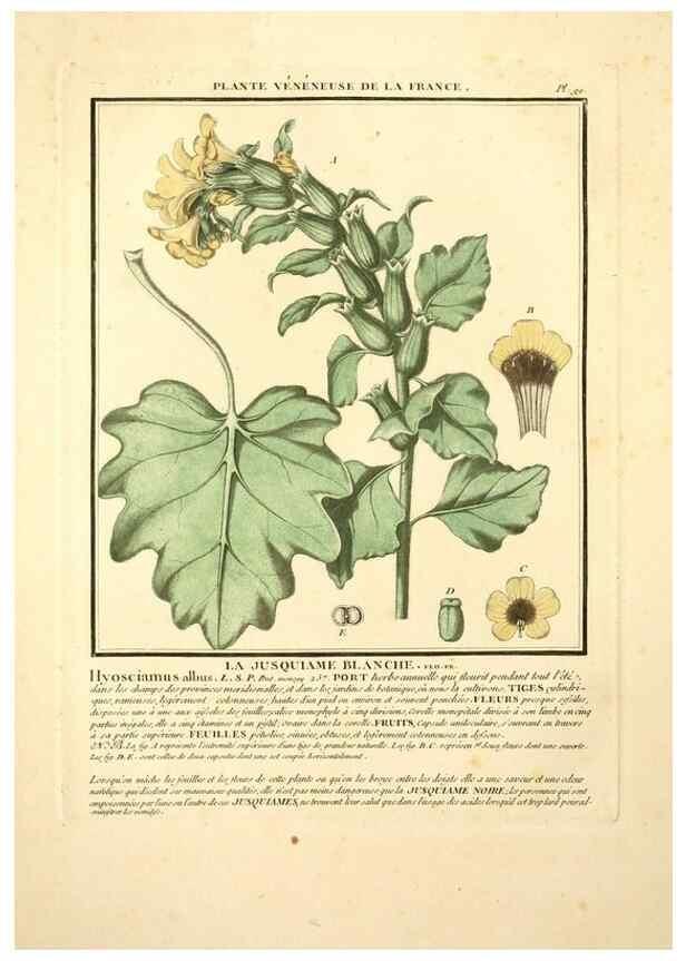 Reproducción/Reproduction 10038442266: Herbier de la France;. Paris,Chez l'auteur, Didot, Debure, Belin,1780-93.