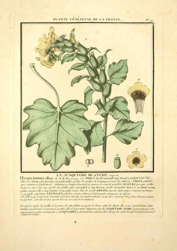 Reproducción/Reproduction 10038442266: Herbier de la France;. Paris,Chez l'auteur, Didot, Debure, Belin,1780-93.