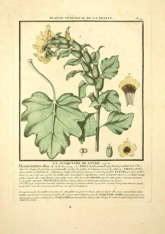 Reproducción/Reproduction 10038442266: Herbier de la France;. Paris,Chez l'auteur, Didot, Debure, Belin,1780-93.