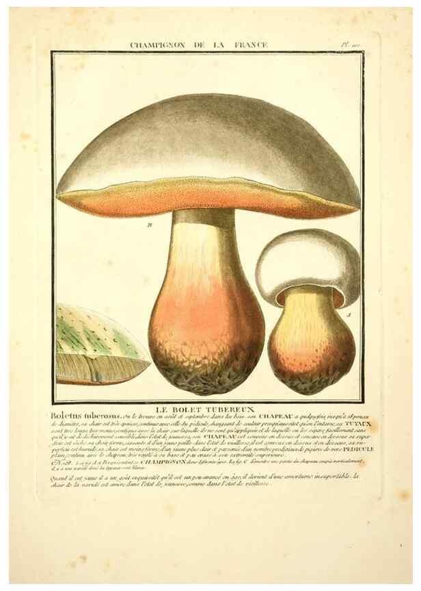 Reproducción/Reproduction 10038445806: Herbier de la France;. Paris,Chez l'auteur, Didot, Debure, Belin,1780-93.