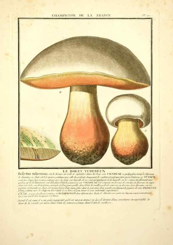 Reproducción/Reproduction 10038445806: Herbier de la France;. Paris,Chez l'auteur, Didot, Debure, Belin,1780-93.