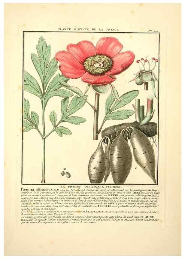 Reproducción/Reproduction 10038448546: Herbier de la France;. Paris,Chez l'auteur, Didot, Debure, Belin,1780-93.