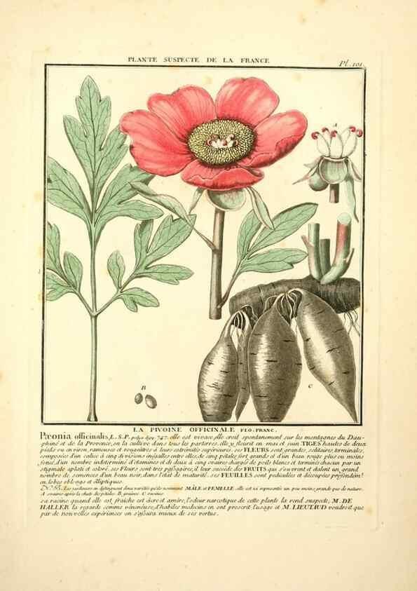 Reproducción/Reproduction 10038448546: Herbier de la France;. Paris,Chez l'auteur, Didot, Debure, Belin,1780-93.