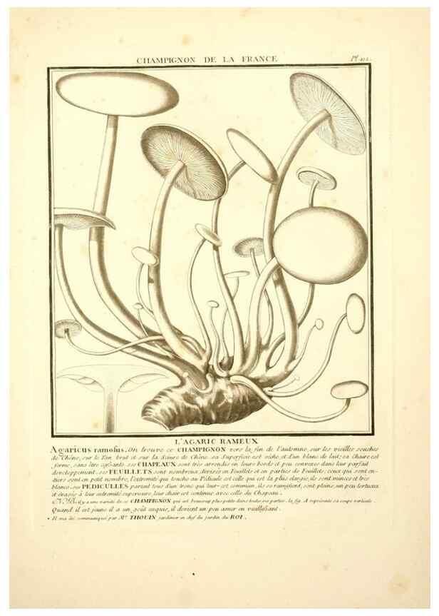Reproducción/Reproduction 10038390174: Herbier de la France;. Paris,Chez l'auteur, Didot, Debure, Belin,1780-93.