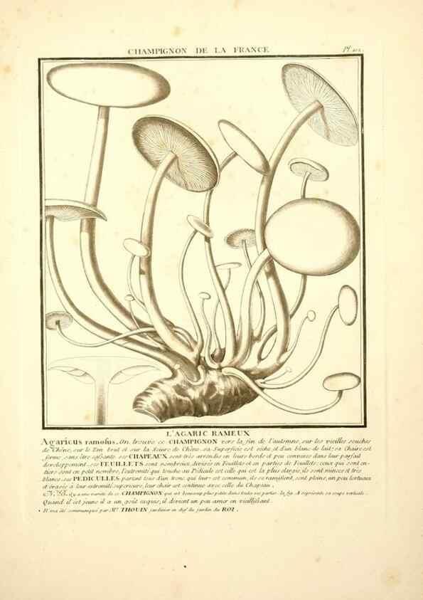 Reproducción/Reproduction 10038390174: Herbier de la France;. Paris,Chez l'auteur, Didot, Debure, Belin,1780-93.