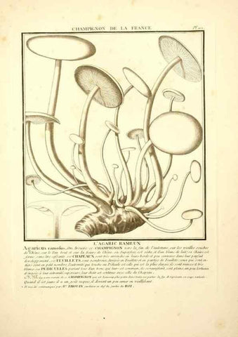 Reproducción/Reproduction 10038390174: Herbier de la France;. Paris,Chez l'auteur, Didot, Debure, Belin,1780-93.