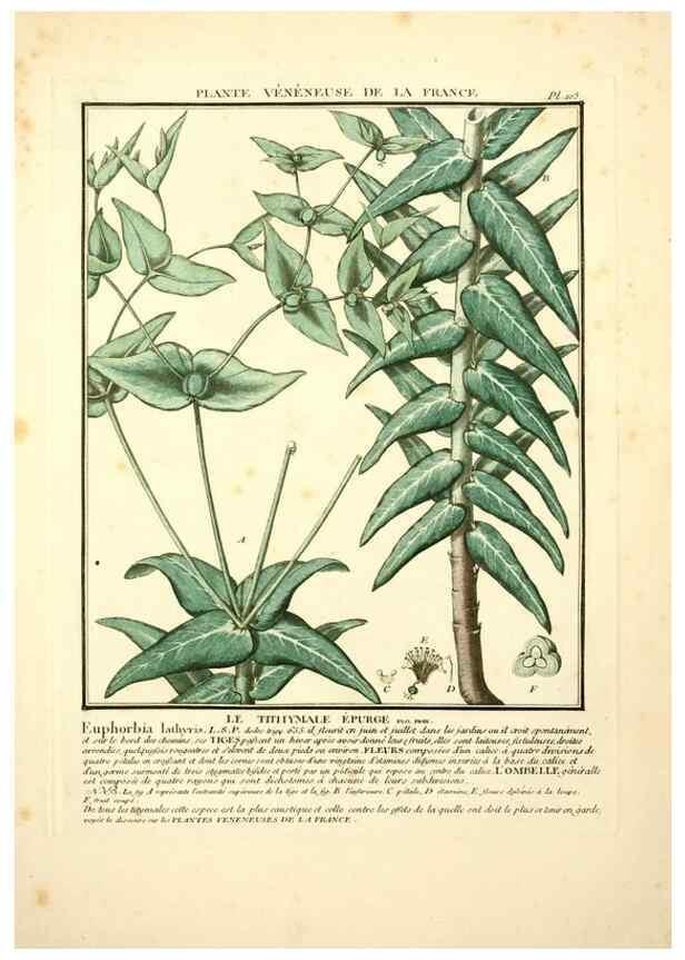 Reproducción/Reproduction 10038392804: Herbier de la France;. Paris,Chez l'auteur, Didot, Debure, Belin,1780-93.