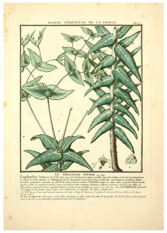 Reproducción/Reproduction 10038392804: Herbier de la France;. Paris,Chez l'auteur, Didot, Debure, Belin,1780-93.