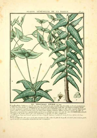 Reproducción/Reproduction 10038392804: Herbier de la France;. Paris,Chez l'auteur, Didot, Debure, Belin,1780-93.