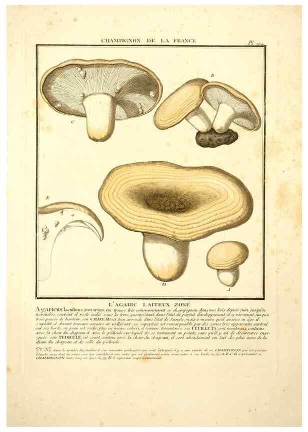 Reproducción/Reproduction 10038431155: Herbier de la France;. Paris,Chez l'auteur, Didot, Debure, Belin,1780-93.