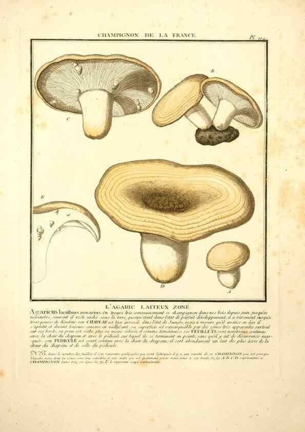 Reproducción/Reproduction 10038431155: Herbier de la France;. Paris,Chez l'auteur, Didot, Debure, Belin,1780-93.