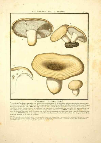 Reproducción/Reproduction 10038431155: Herbier de la France;. Paris,Chez l'auteur, Didot, Debure, Belin,1780-93.
