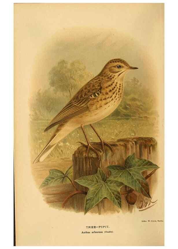 Reproducción/Reproduction 10036437383: Coloured figures of the birds of the British Islands / issued by Lord Lilford.. London :R. H. Porter,1885-1897.