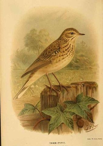Reproducción/Reproduction 10036437383: Coloured figures of the birds of the British Islands / issued by Lord Lilford.. London :R. H. Porter,1885-1897.