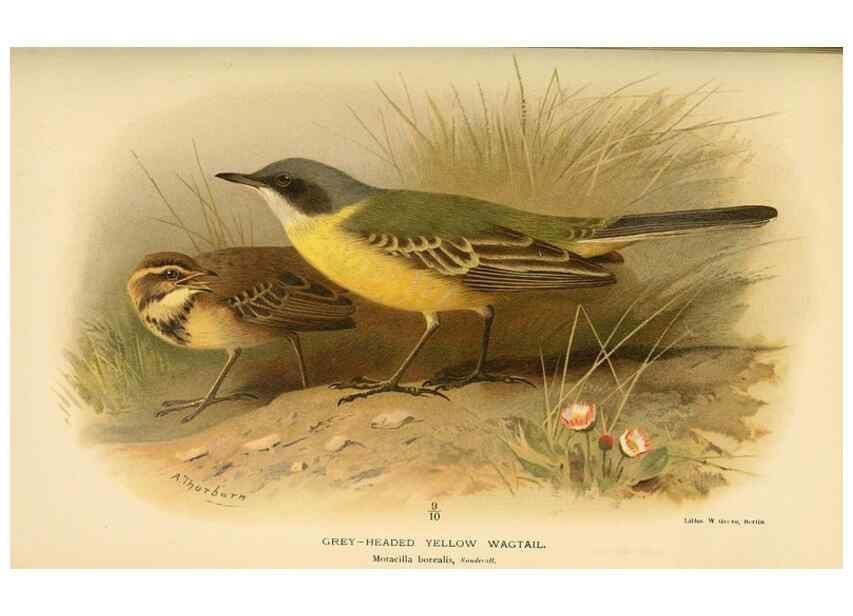 Reproducción/Reproduction 10036435353: Coloured figures of the birds of the British Islands / issued by Lord Lilford.. London :R. H. Porter,1885-1897.