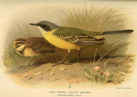 Reproducción/Reproduction 10036435353: Coloured figures of the birds of the British Islands / issued by Lord Lilford.. London :R. H. Porter,1885-1897.