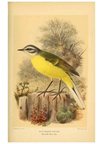 Reproducción/Reproduction 10036433103: Coloured figures of the birds of the British Islands / issued by Lord Lilford.. London :R. H. Porter,1885-1897.