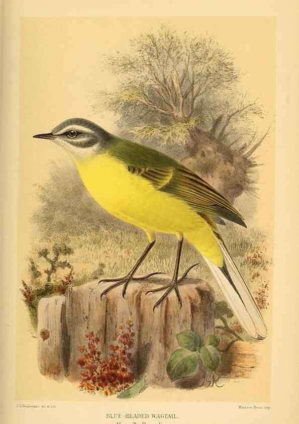 Reproducción/Reproduction 10036433103: Coloured figures of the birds of the British Islands / issued by Lord Lilford.. London :R. H. Porter,1885-1897.