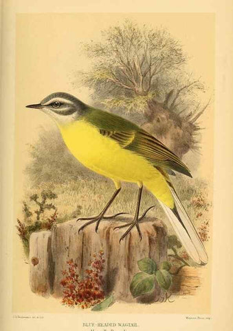 Reproducción/Reproduction 10036433103: Coloured figures of the birds of the British Islands / issued by Lord Lilford.. London :R. H. Porter,1885-1897.