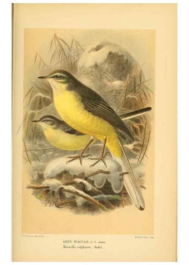 Reproducción/Reproduction 10036430593: Coloured figures of the birds of the British Islands / issued by Lord Lilford.. London :R. H. Porter,1885-1897.