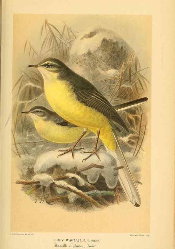 Reproducción/Reproduction 10036430593: Coloured figures of the birds of the British Islands / issued by Lord Lilford.. London :R. H. Porter,1885-1897.