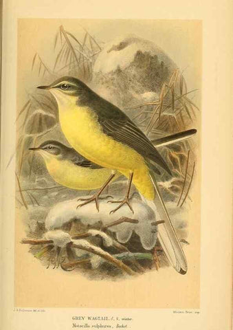 Reproducción/Reproduction 10036430593: Coloured figures of the birds of the British Islands / issued by Lord Lilford.. London :R. H. Porter,1885-1897.