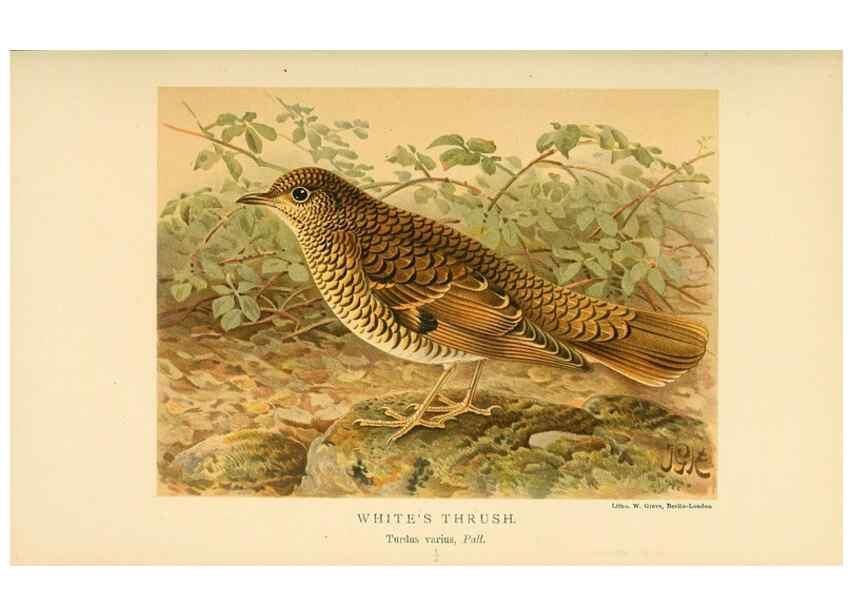 Reproducción/Reproduction 10036392643: Coloured figures of the birds of the British Islands / issued by Lord Lilford.. London :R. H. Porter,1885-1897.